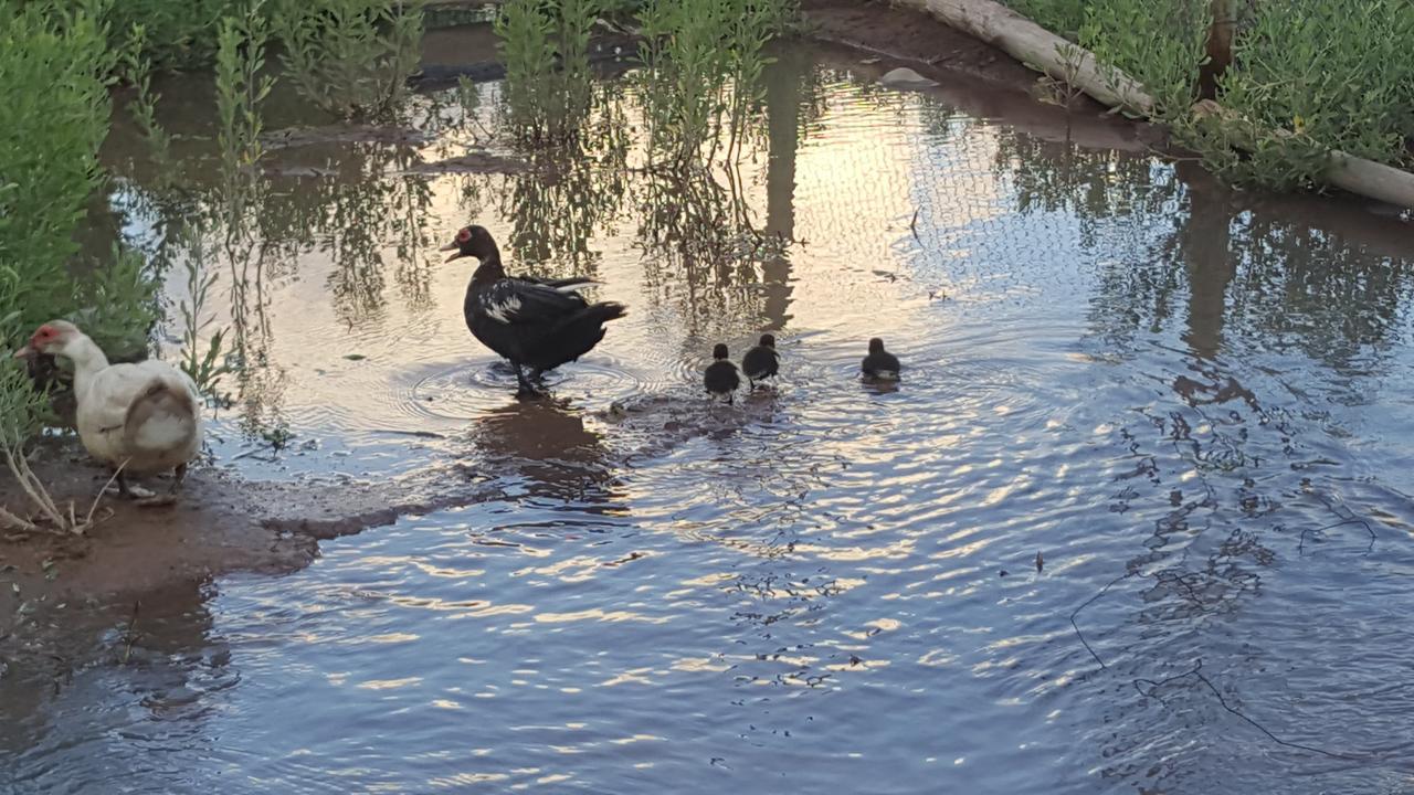 Complejo Rio Los Patos - Apartamentos Barreal Dış mekan fotoğraf